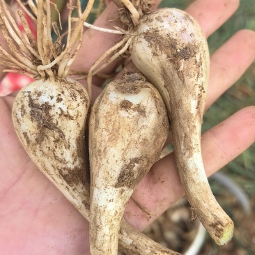 藠头种子，新鲜个大，现货现挖