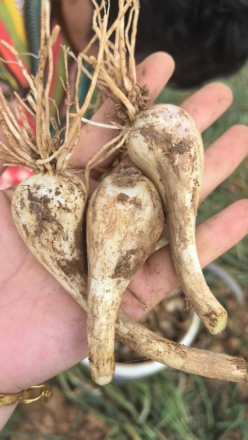 藠头种子，新鲜个大，现货现挖