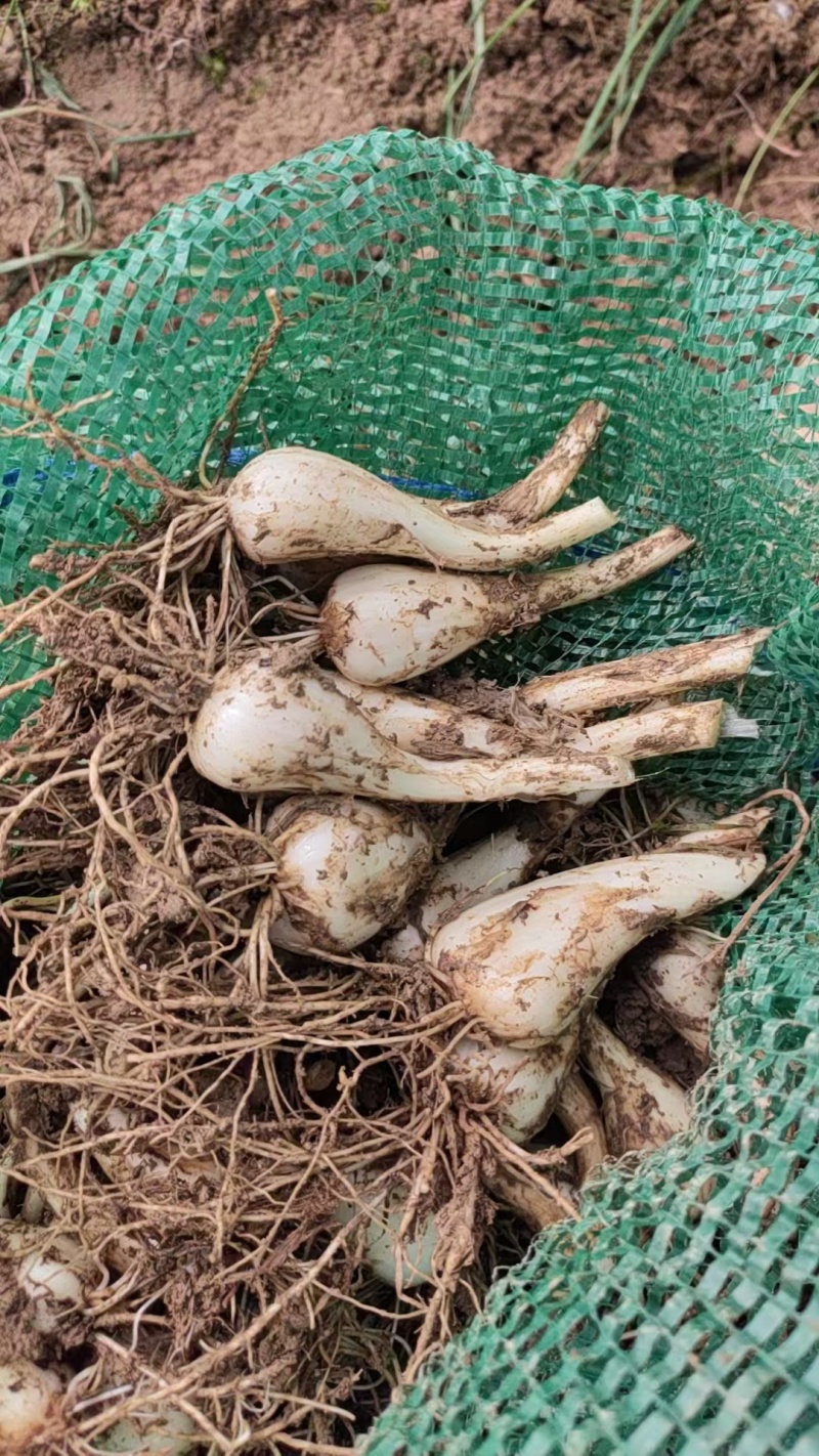 藠头种子，新鲜个大，现货现挖