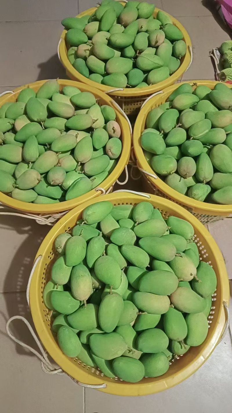 百色芒果