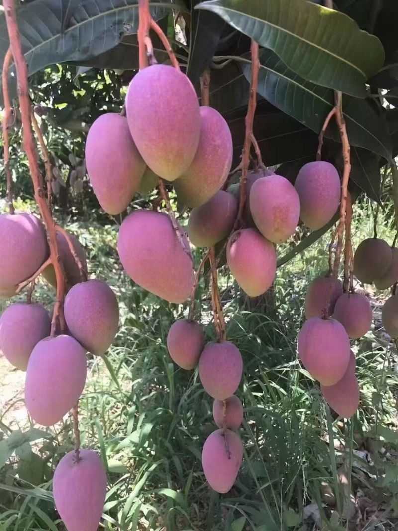 百色芒果