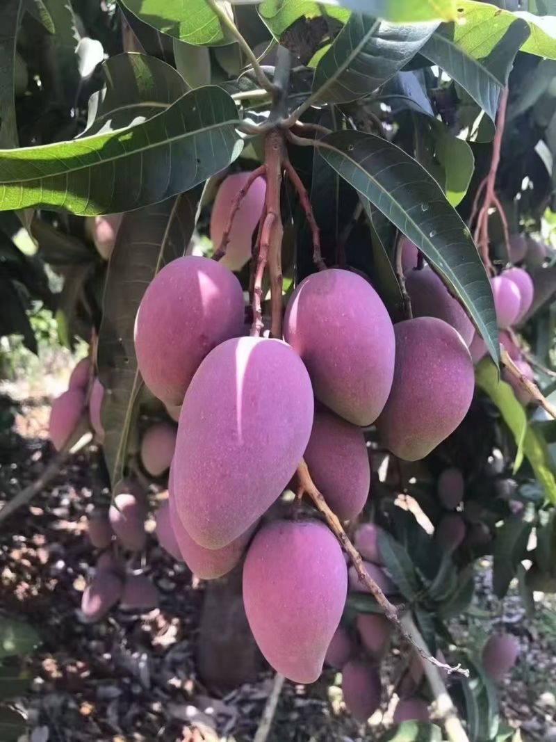 百色芒果