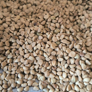 牵牛子中药材批发牵牛子质量保证量大从优