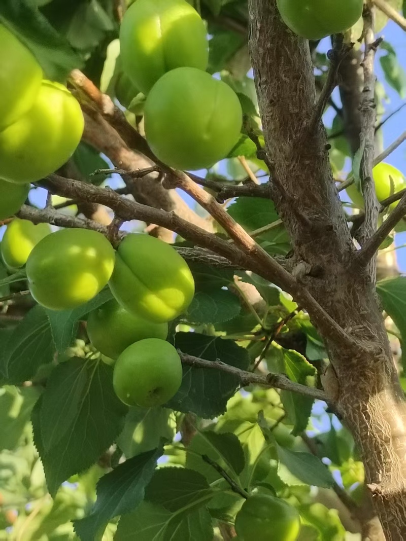 珍珠油杏树苗，珍珠油杏，外观油亮口感好