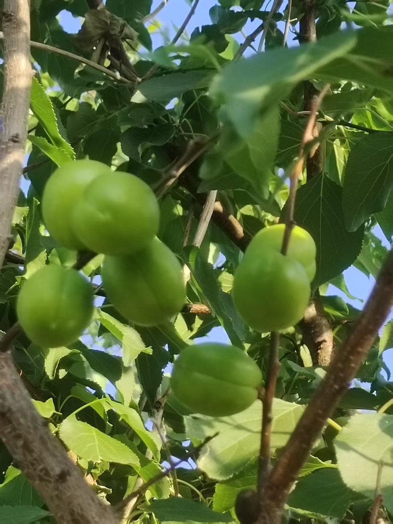 珍珠油杏树苗，珍珠油杏，外观油亮口感好