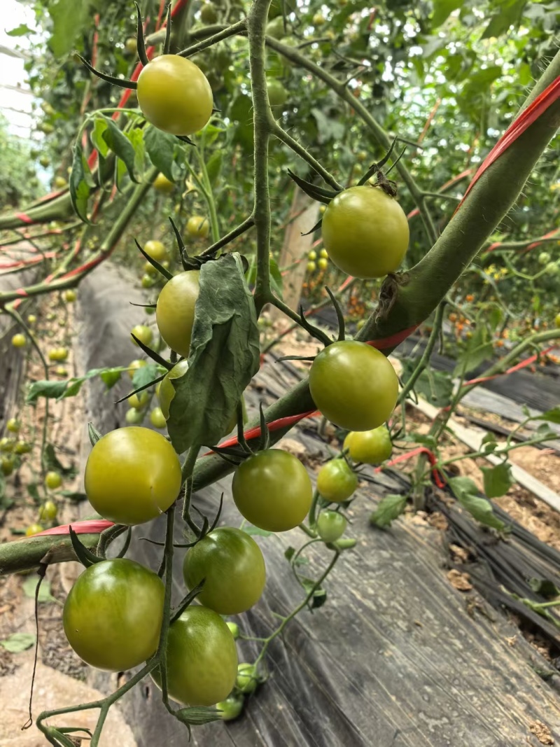 产地直发，自产自销，种植无化学药品，零农圣女果小番茄