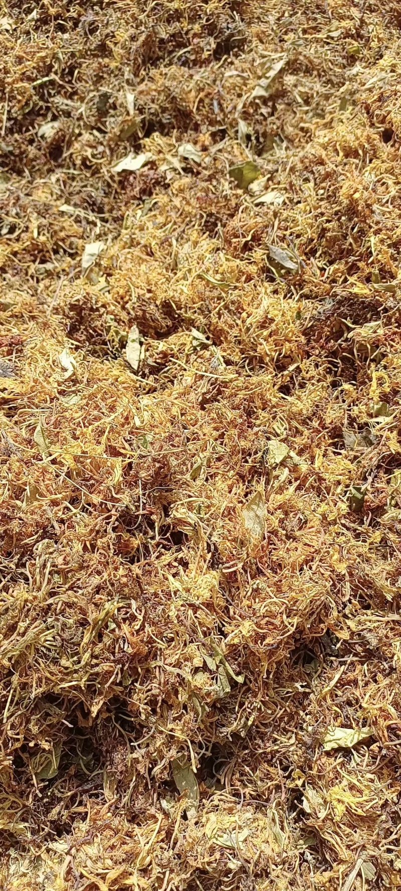 养生金银花茶