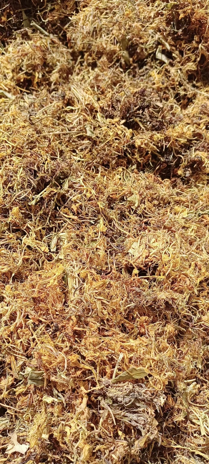 养生金银花茶