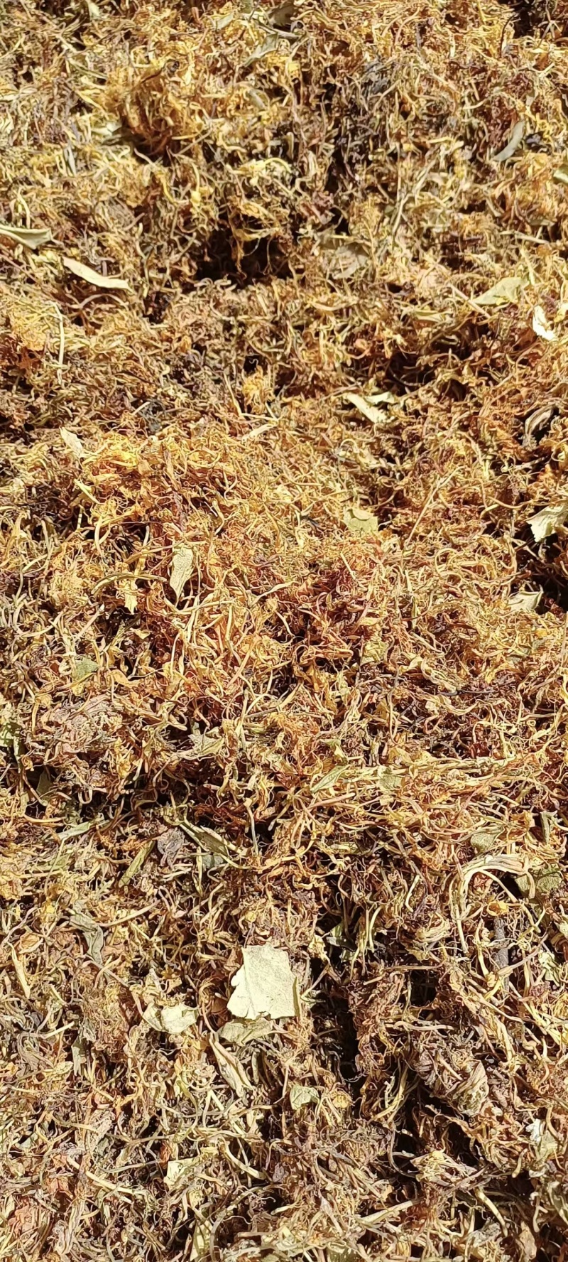 养生金银花茶