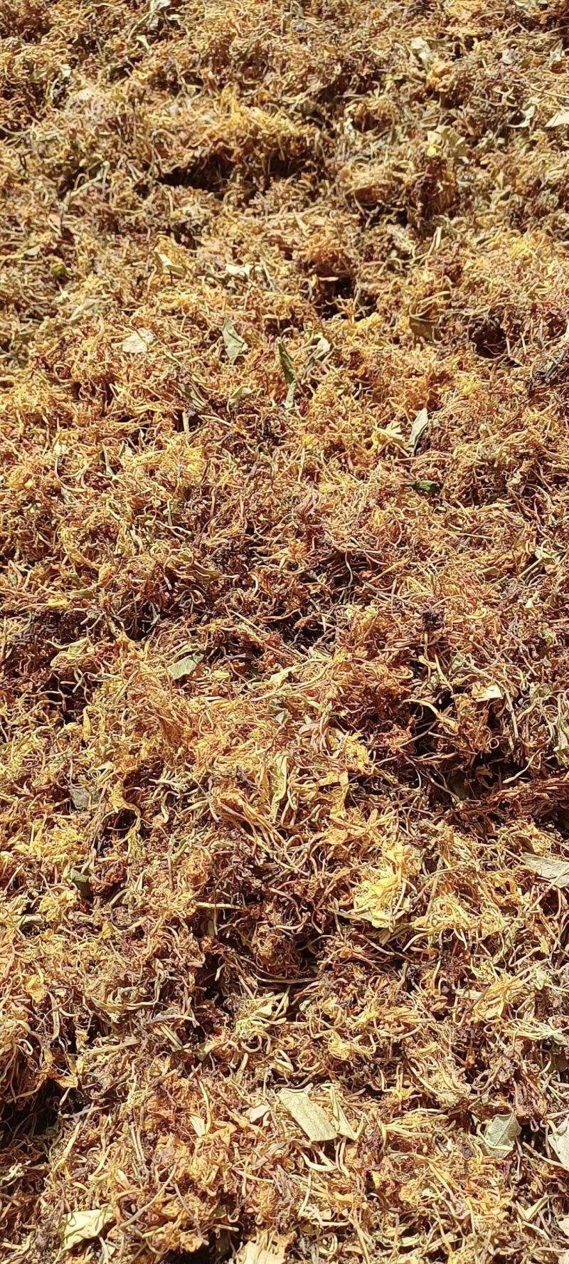 养生金银花茶