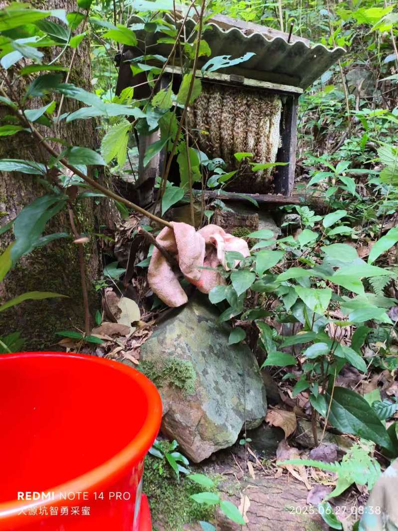 华南原生态林，成熟百花土蜂蜜