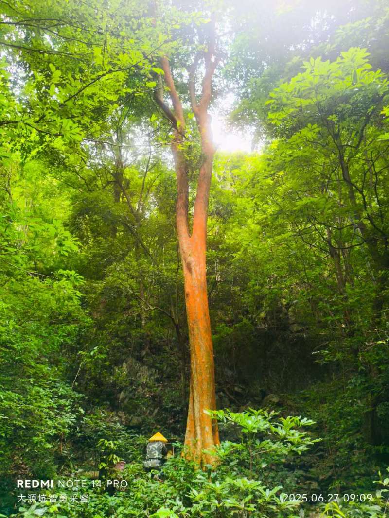 华南原生态林，成熟百花土蜂蜜