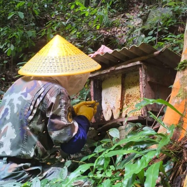 华南原生态林，成熟百花土蜂蜜