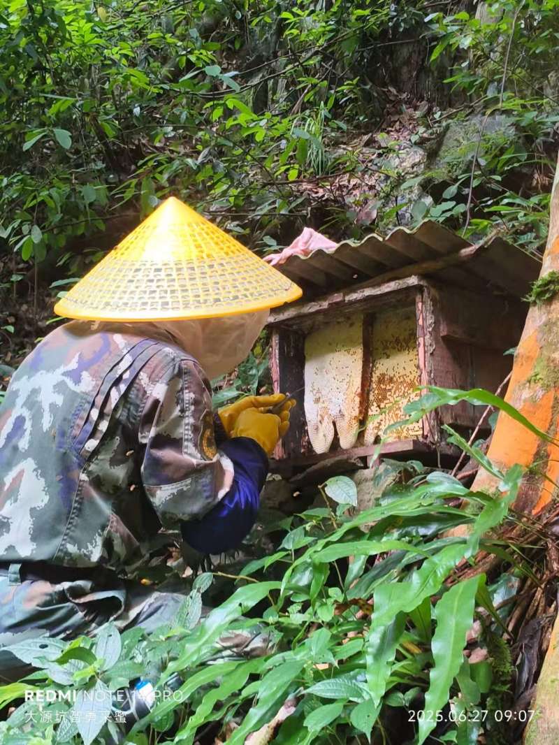 华南原生态林，成熟百花土蜂蜜