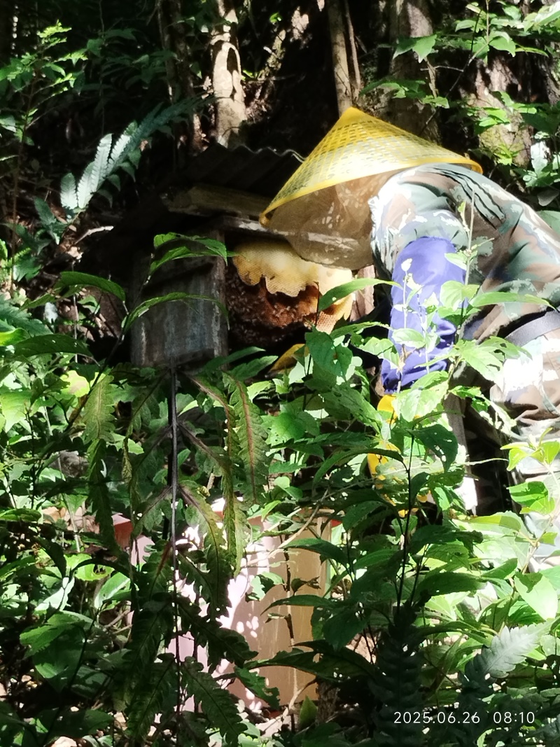 华南原生态林，成熟百花土蜂蜜