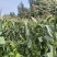 甜玉23大量上市，口感非常好，老嫩正好，无虫，个头大
