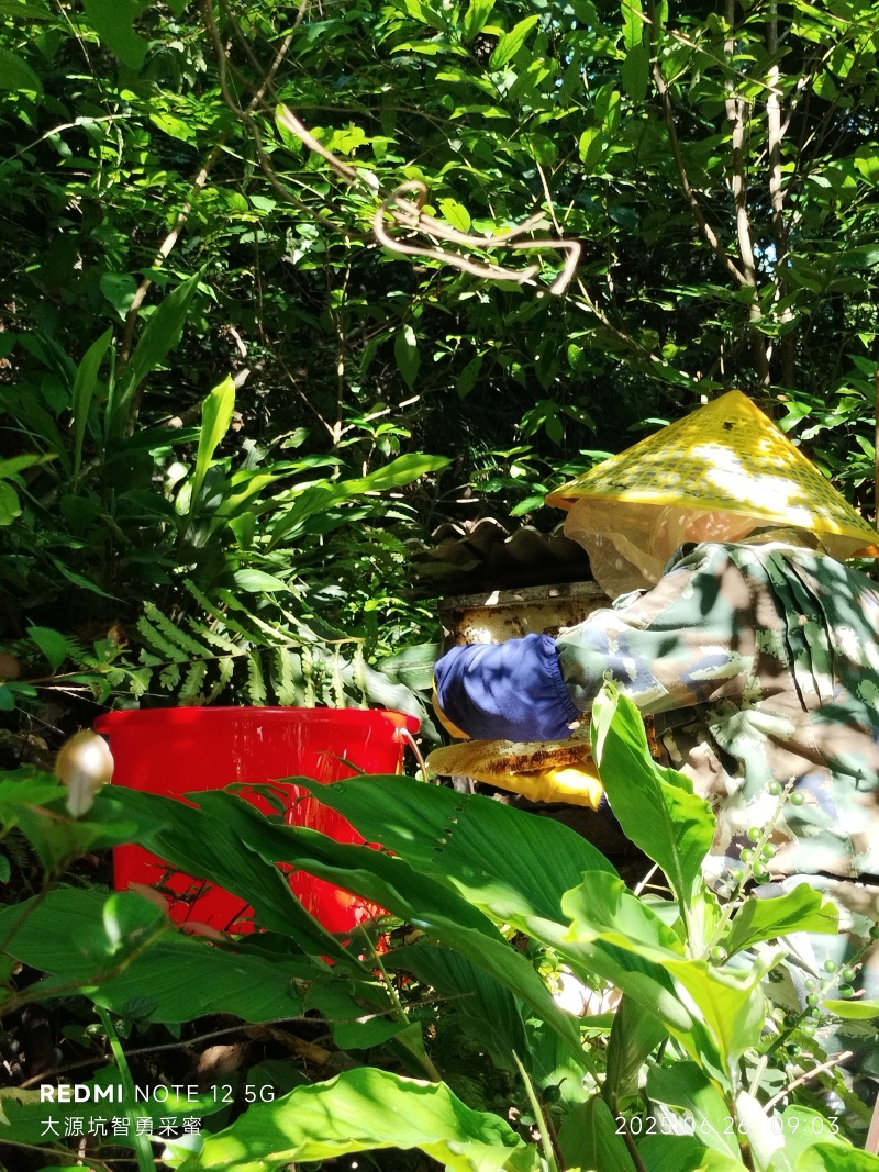 华南原生态林，成熟百花土蜂蜜