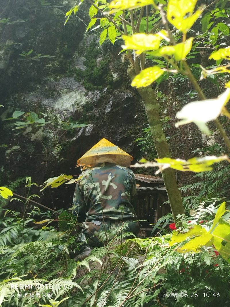 华南原始森林的成熟百花蜜