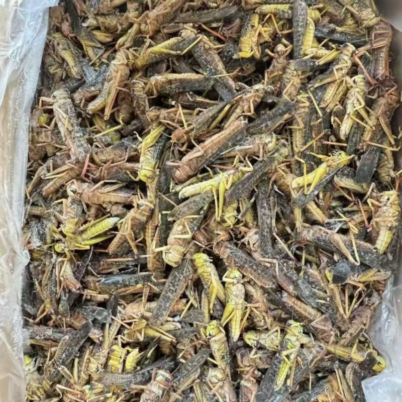 蝗虫大量有货