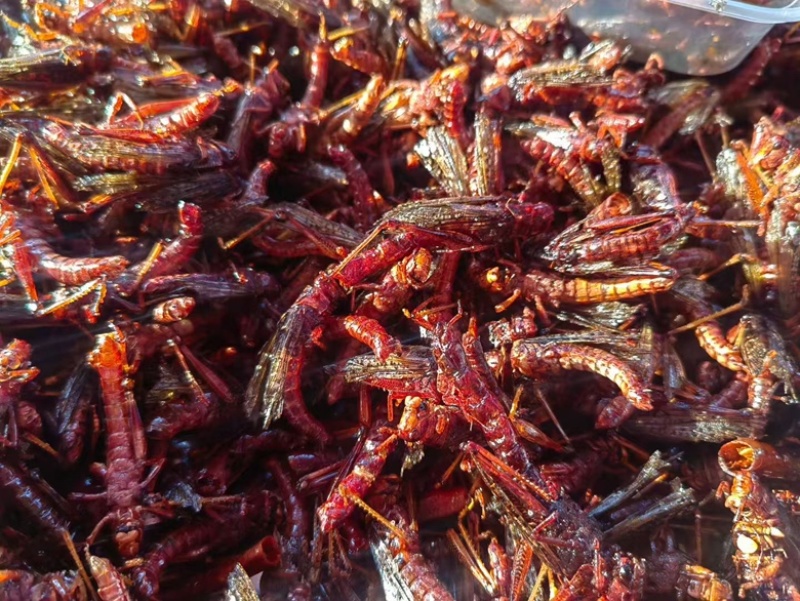 蝗虫大量有货