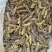 蝗虫大量有货