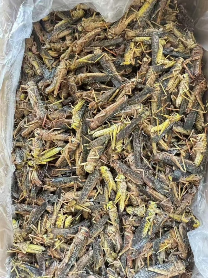 蝗虫大量有货