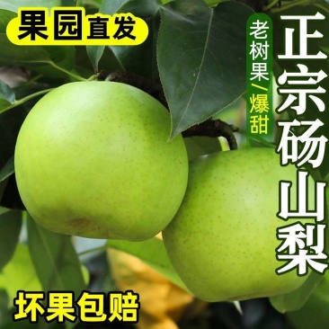 正宗砀山青皮皇冠梨薄皮梨子当季新鲜水果脆甜翠玉梨一件代发