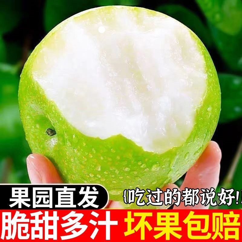 正宗砀山青皮皇冠梨薄皮梨子当季新鲜水果脆甜翠玉梨一件代发