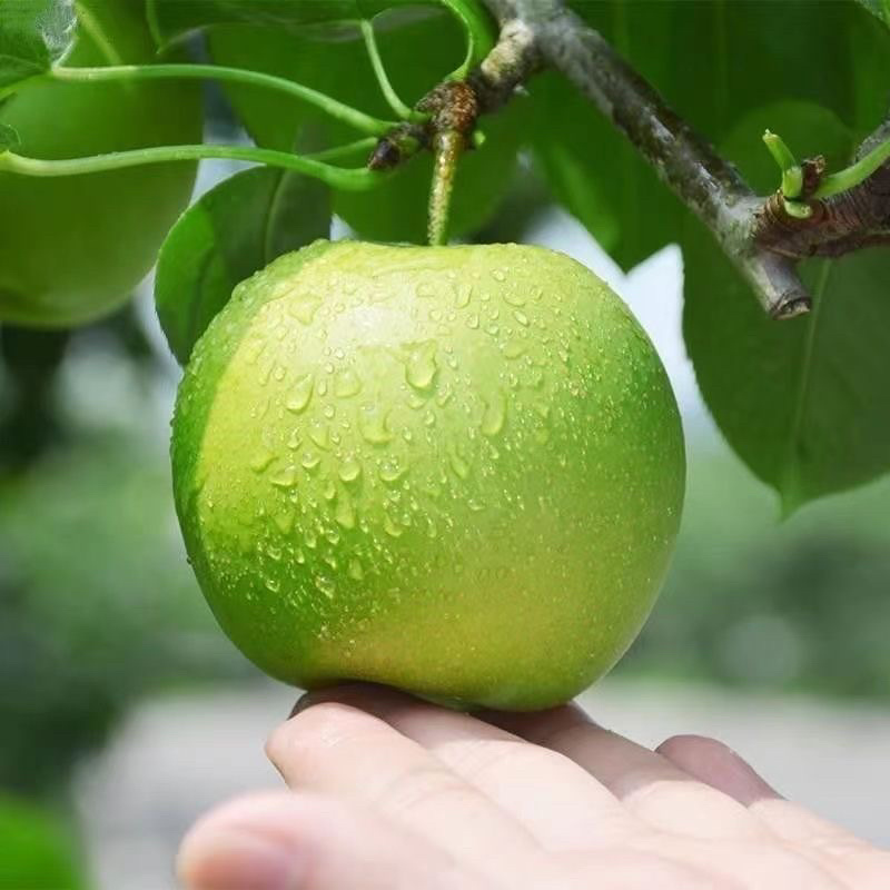 正宗砀山青皮皇冠梨薄皮梨子当季新鲜水果脆甜翠玉梨一件代发