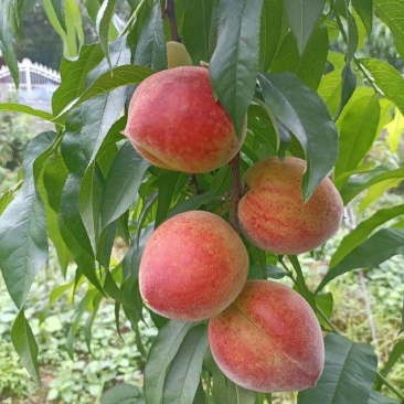 自家果树
