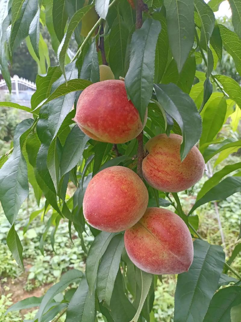 自家果树