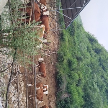 放山牛
