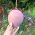 红凯特一万多斤喜欢的带价来