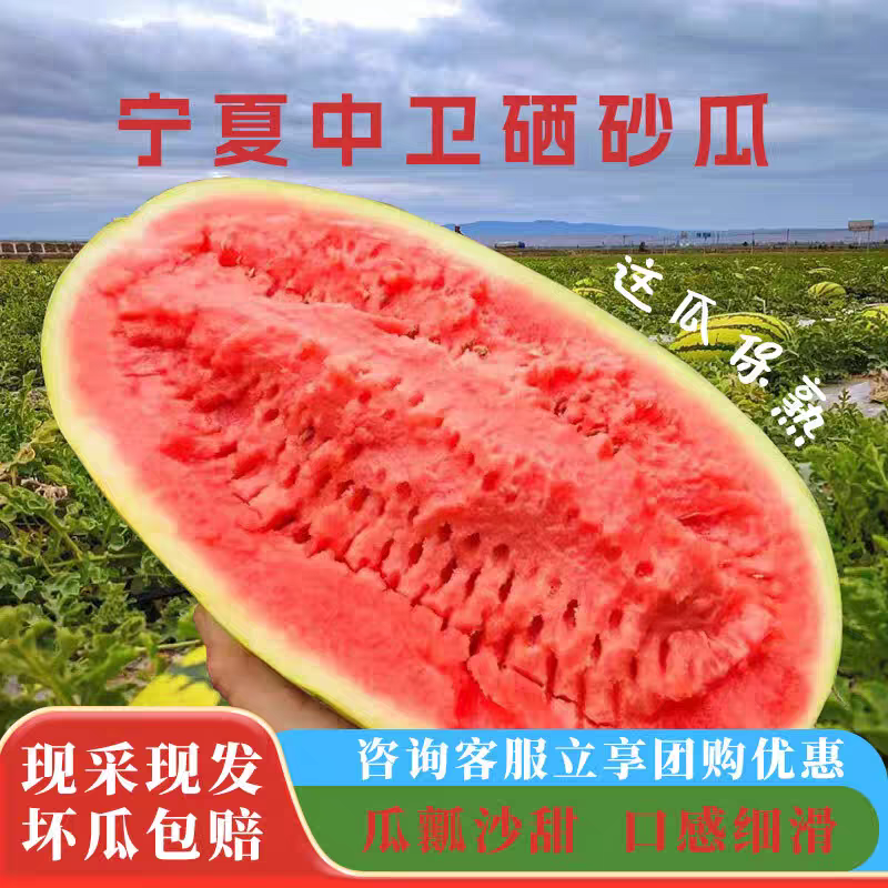 《宁夏硒砂瓜》中卫石头瓜/金城五号/产地供应视频看货