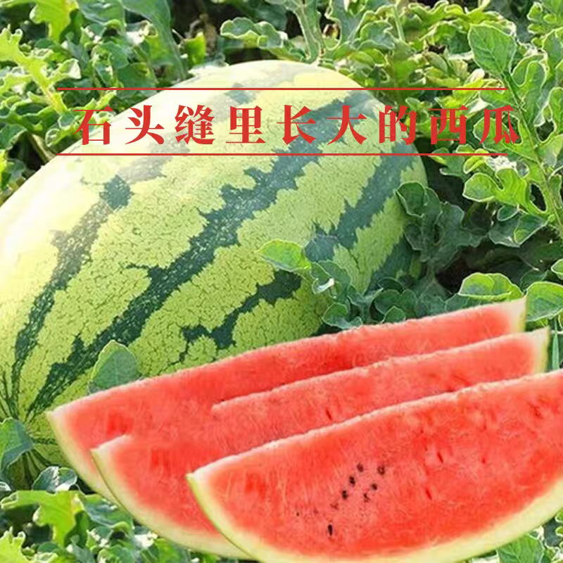 《宁夏硒砂瓜》中卫石头瓜/金城五号/产地供应视频看货