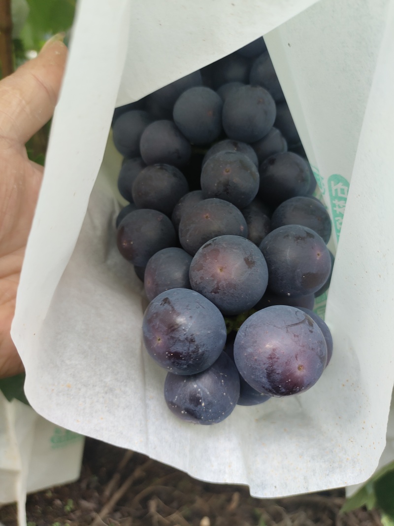 夏黑葡萄