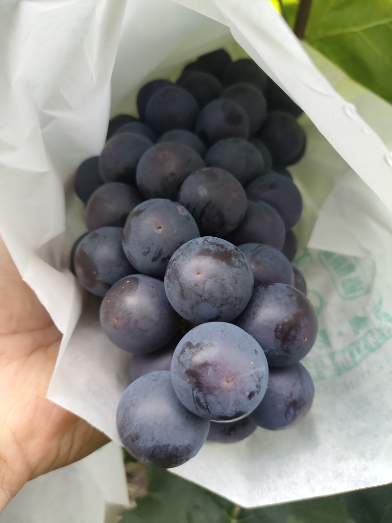 夏黑葡萄