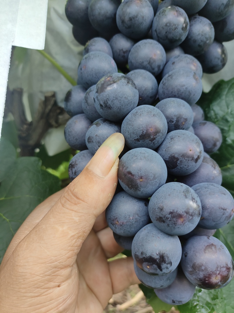 夏黑葡萄