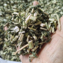 益母草