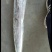 精品带鱼，规格型号齐全，工厂直发质量保证