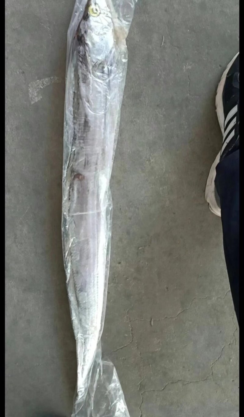 精品带鱼，规格型号齐全，工厂直发质量保证