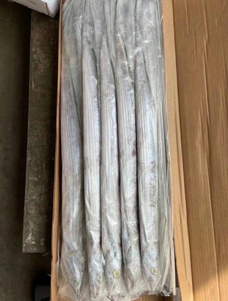 精品带鱼，规格型号齐全，工厂直发质量保证