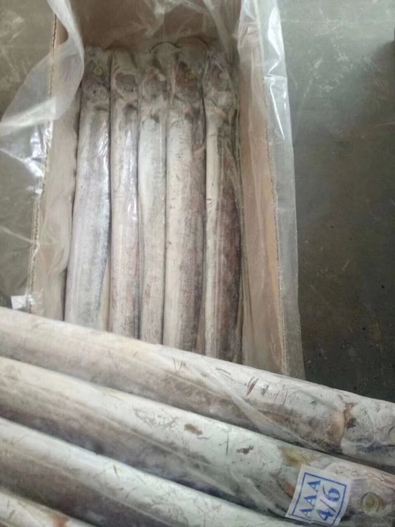 精品带鱼，规格型号齐全，工厂直发质量保证