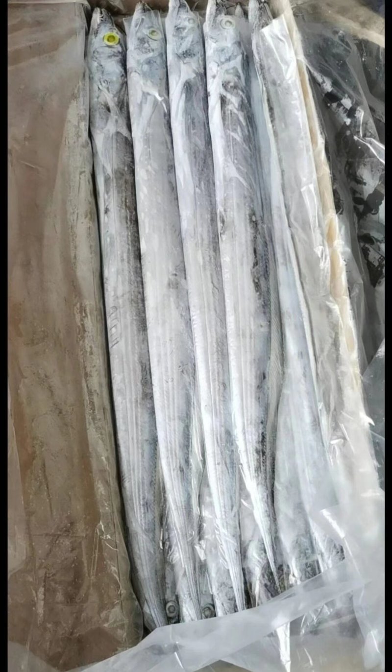 精品带鱼，规格型号齐全，工厂直发质量保证