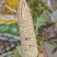 花糯黏玉米，大量有货，量大优惠欢迎新老客户前来合作