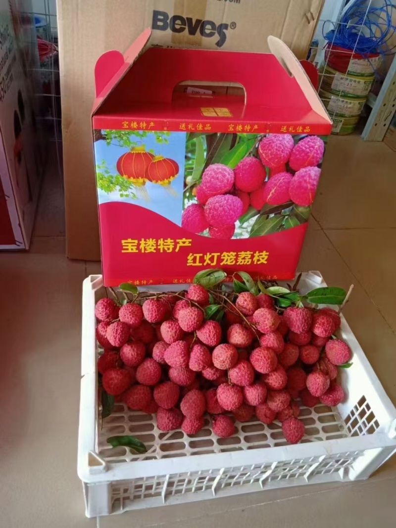 广东汕尾城区凤山红灯笼荔枝