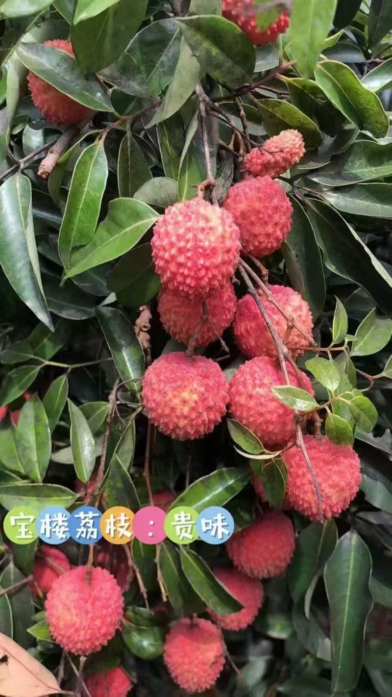 广东汕尾城区凤山红灯笼荔枝