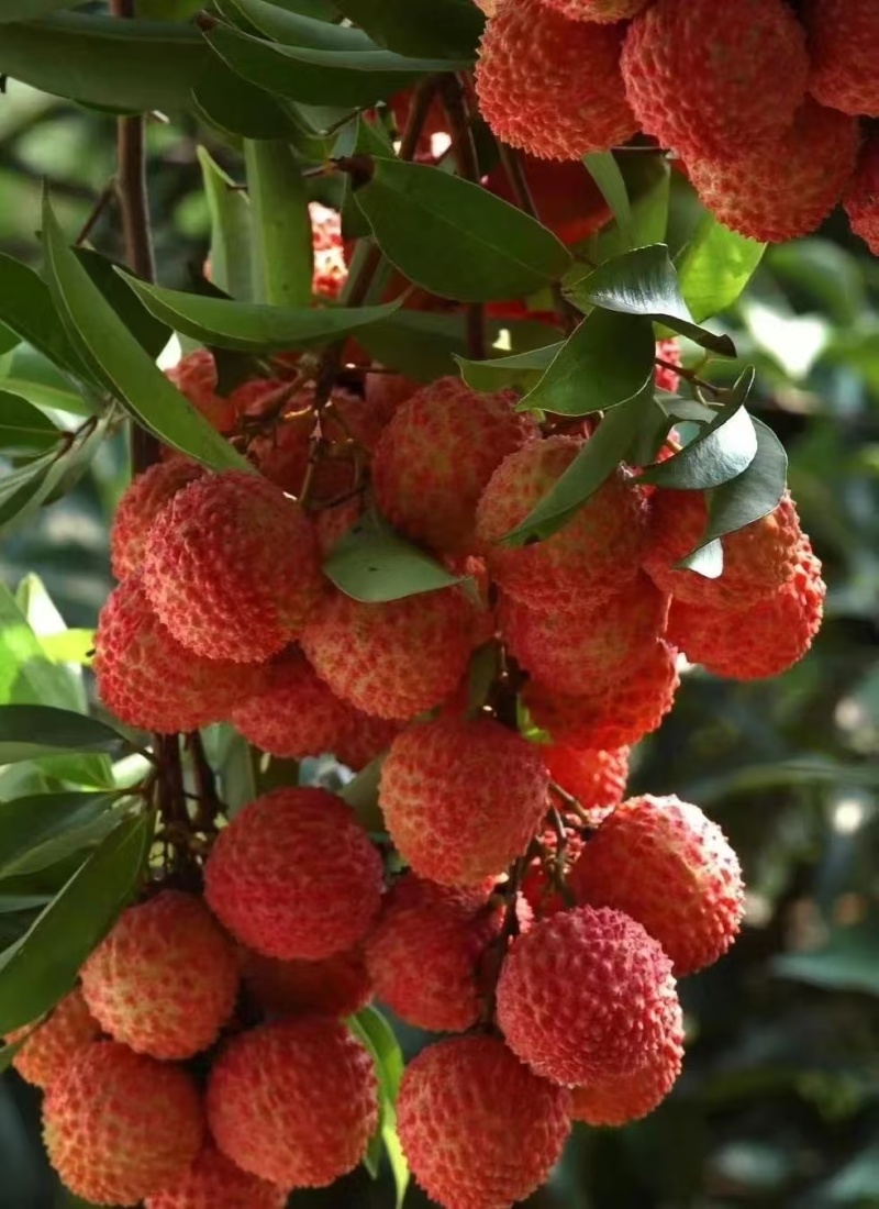 广东汕尾城区凤山红灯笼荔枝
