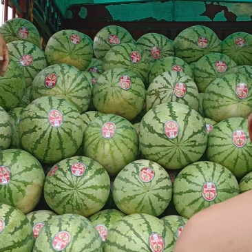 无籽美都西瓜金花6号
