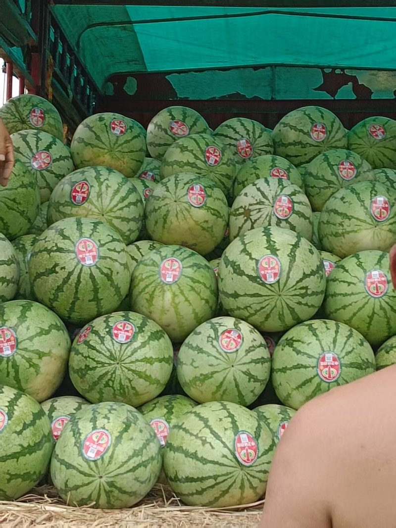 无籽美都西瓜金花6号